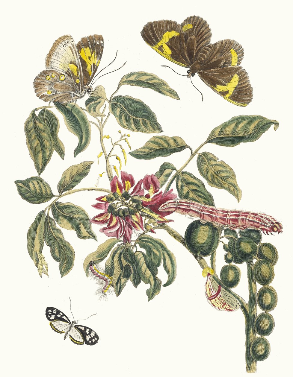 Coronilla Americana Arborescens. Du livre Metamorphosis insectorum Surinamensium, 1705 - Maria Sibylla Merian