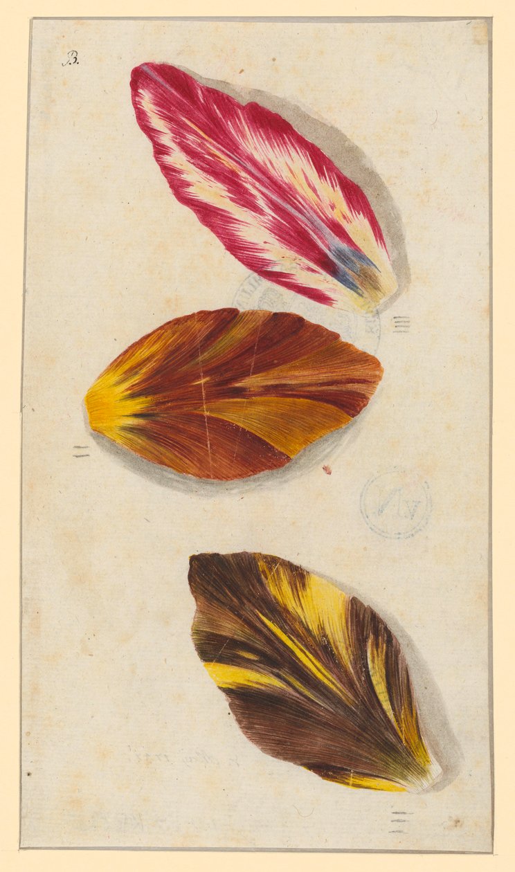 Einzelne Tulpenblätter - Maria Sibylla Merian