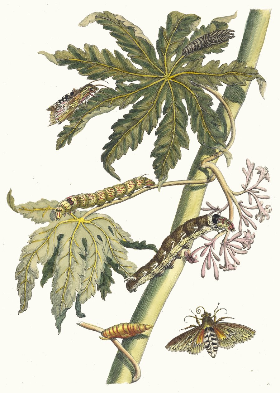Papaye. Du livre Metamorphosis insectorum Surinamensium - Maria Sibylla Merian