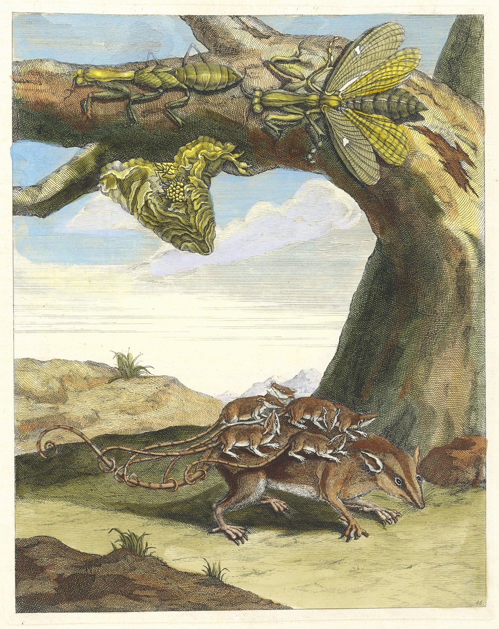 Rat de forêt. Du livre Metamorphosis insectorum Surinamensium, 1705 - Maria Sibylla Merian