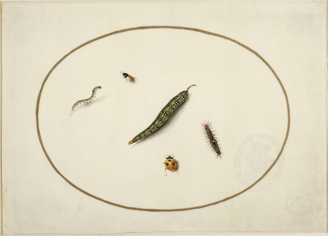 Chenilles et insectes, dans un ovale horizontal, bordés d