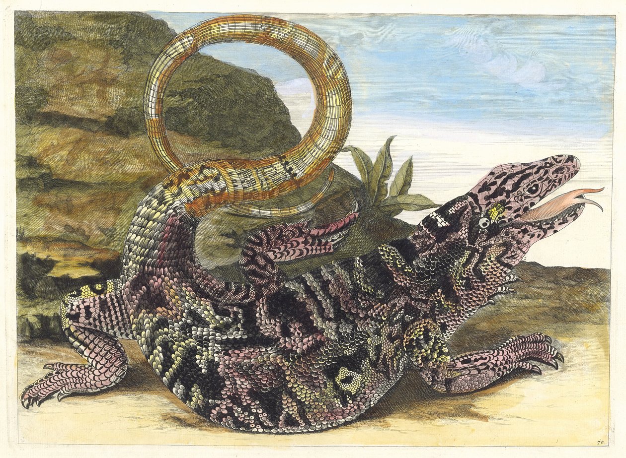 Sauvegarde. Du livre Metamorphosis insectorum Surinamensium, 1705 - Maria Sibylla Merian