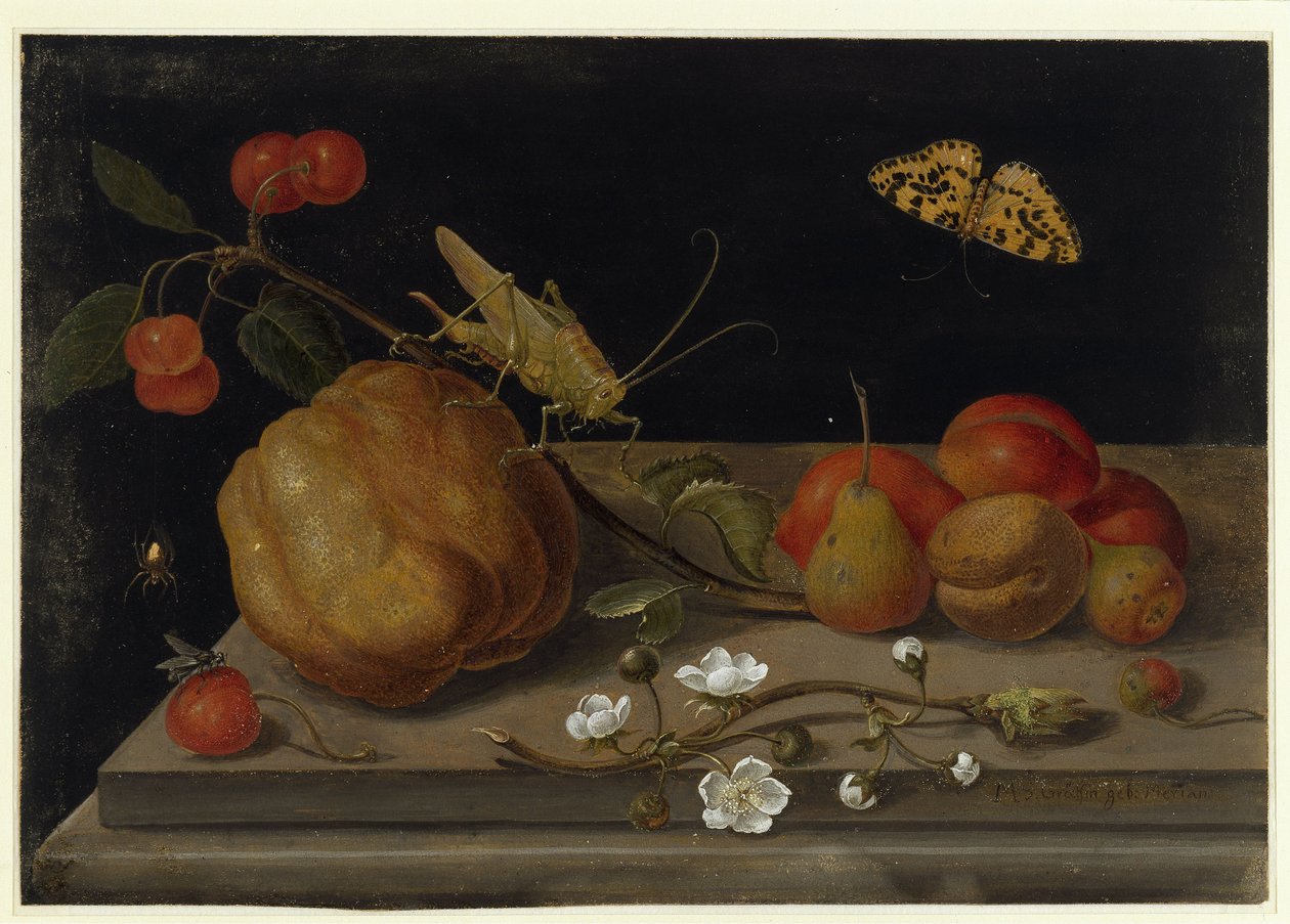 Nature morte avec des fruits, une sauterelle et un papillon - Maria Sibylla Merian