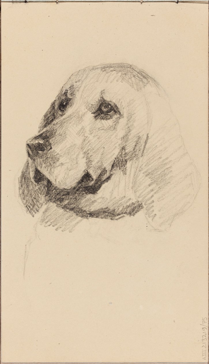 Tête de chien - Maria Wiik