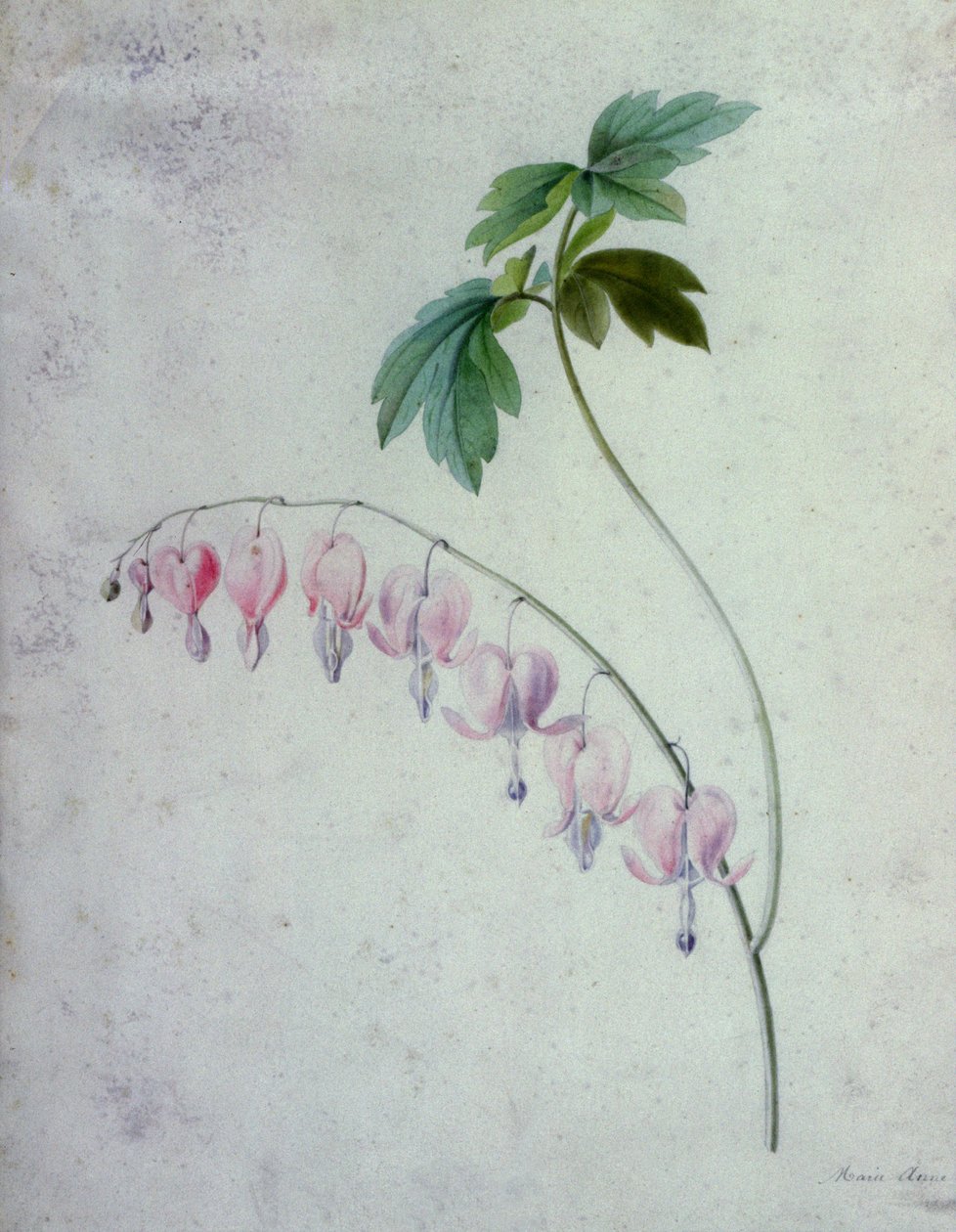 Pièces florales - Marie Anne
