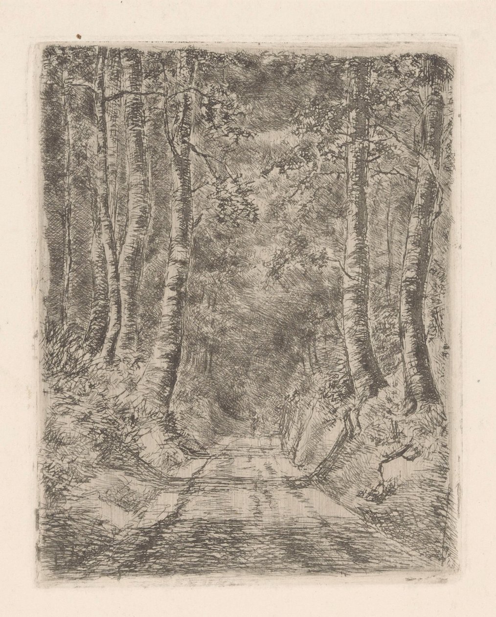 Forêt le long d