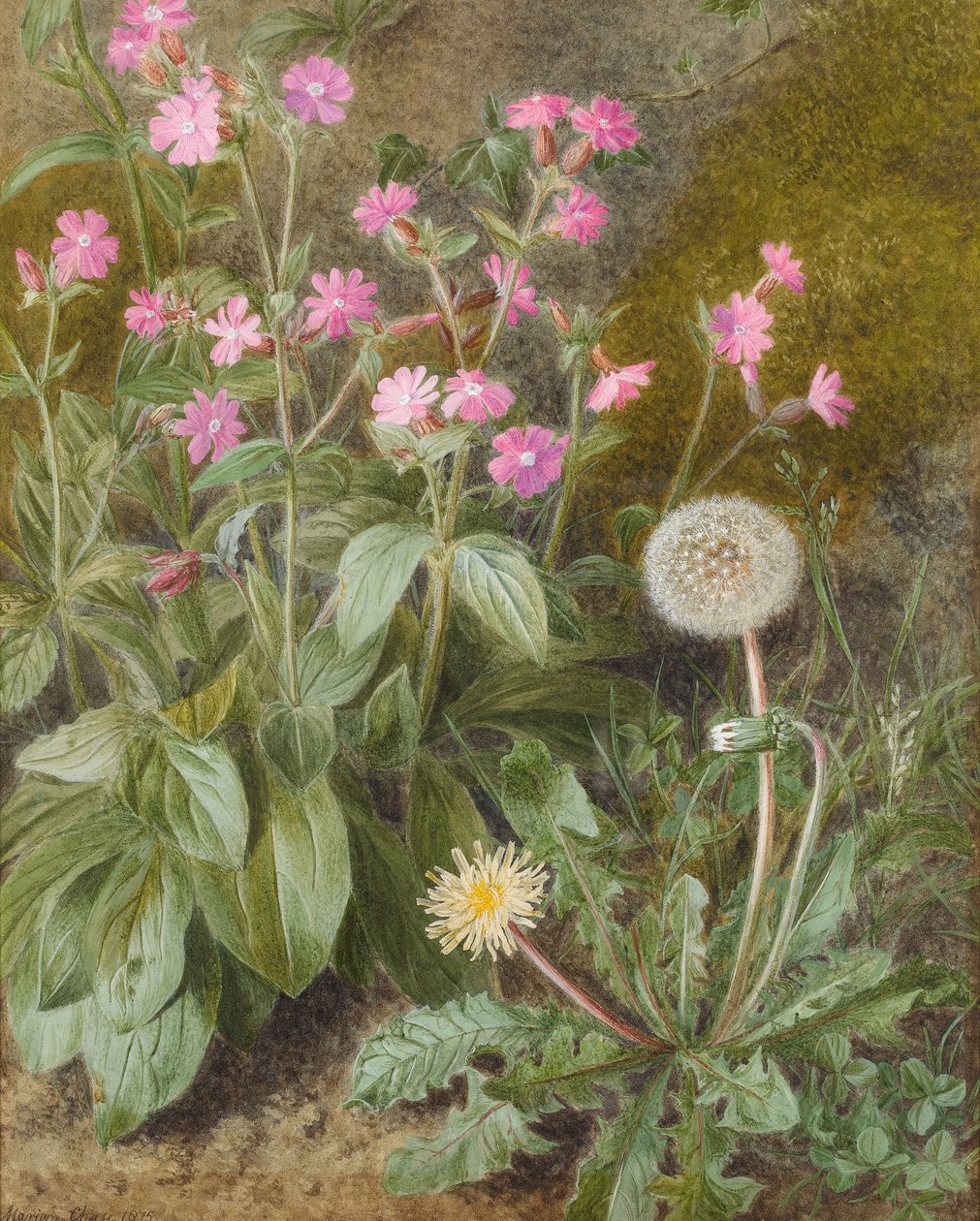 Lychnis et pissenlit, 1875 - Marion Chase