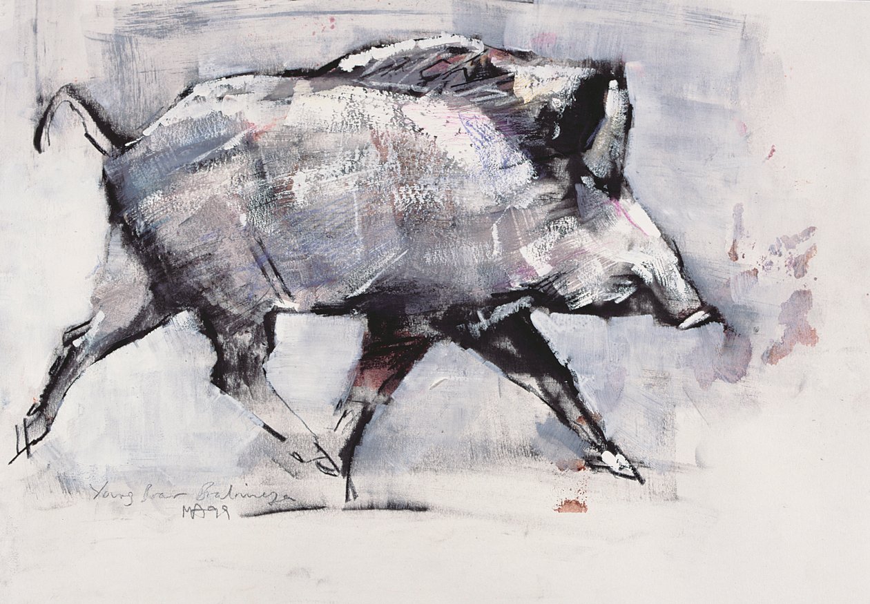 Jeune sanglier, Bialowieza, Pologne - Mark Adlington