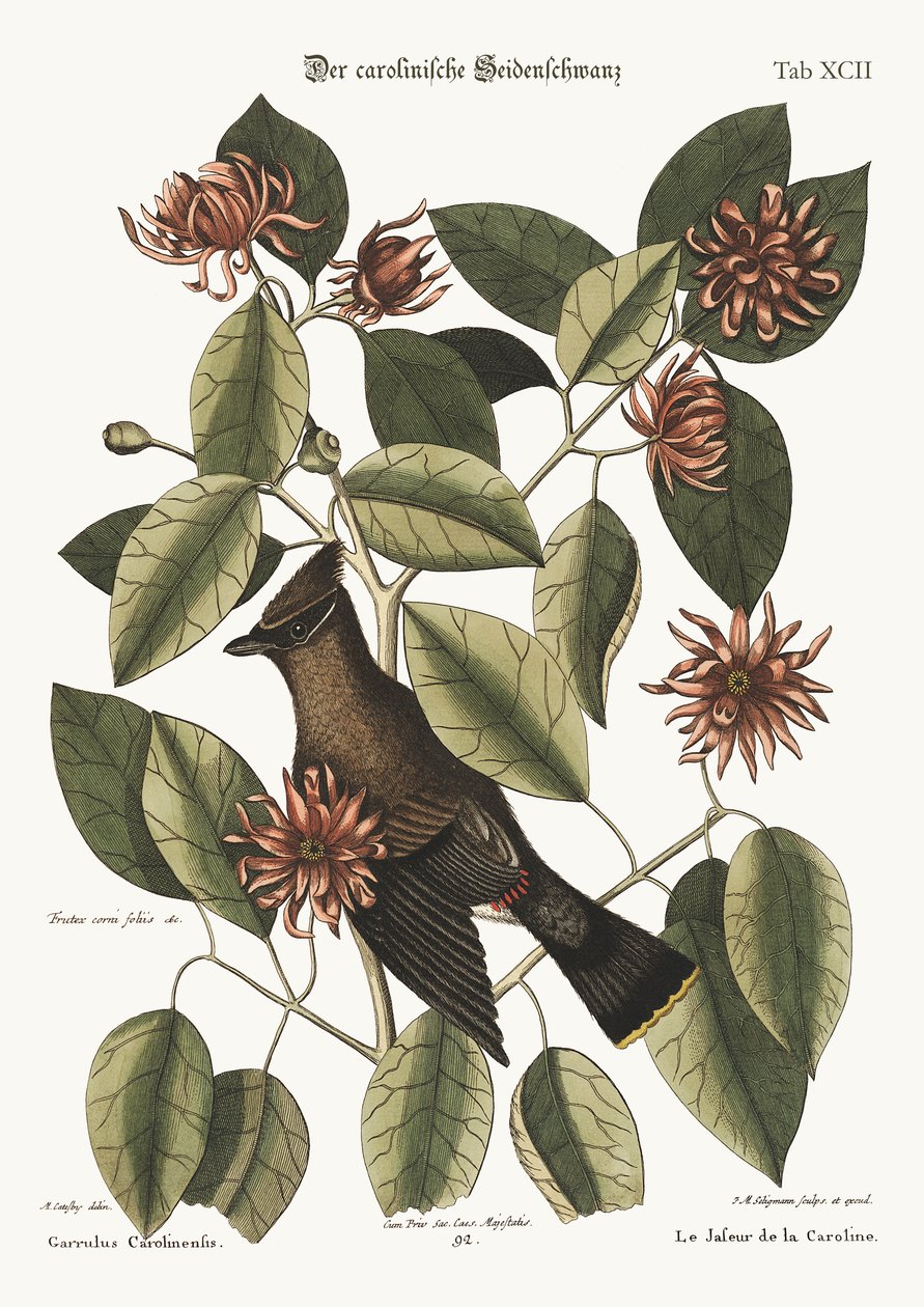 Le bavard, 1749-73 - Mark Catesby