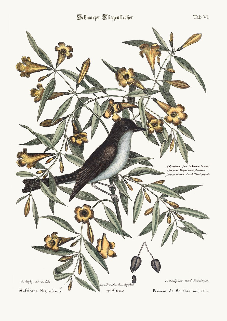 Le gobe-mouche à tête noire, 1749-73 - Mark Catesby