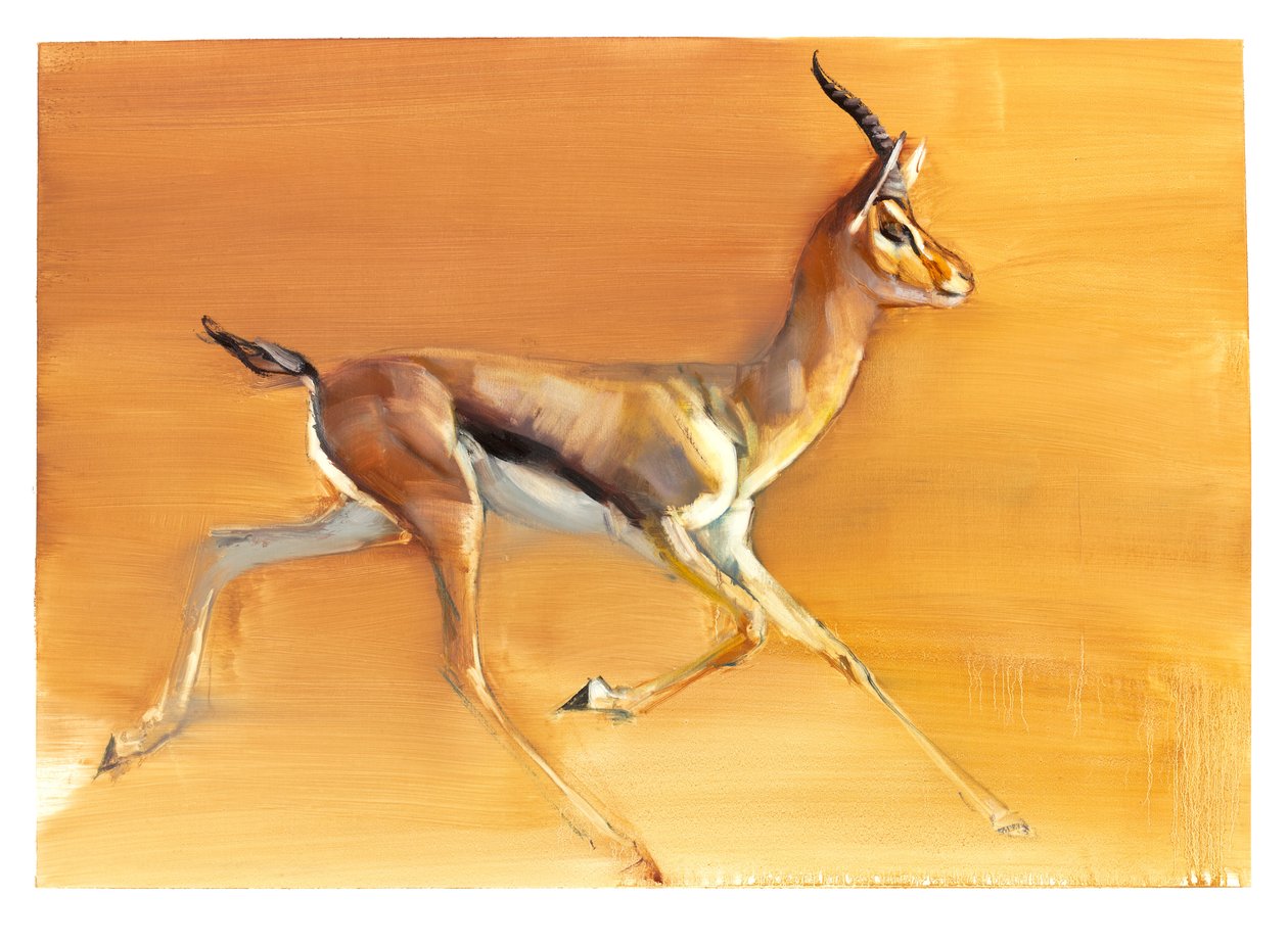 Gazelle arabe, 2010 - Mark Adlington
