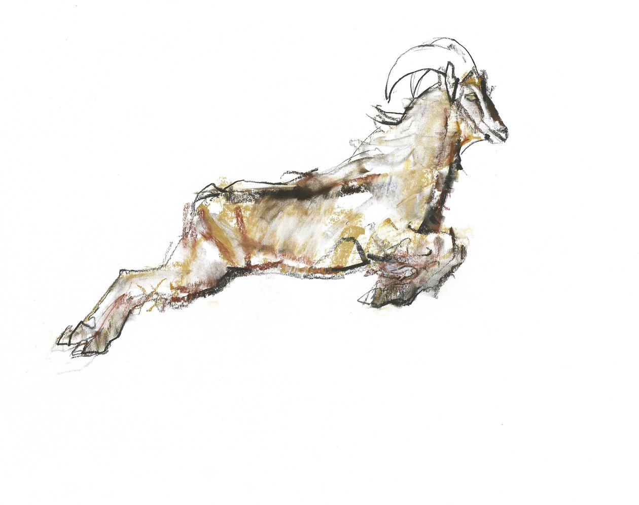 Tahr arabe, 2009 - Mark Adlington