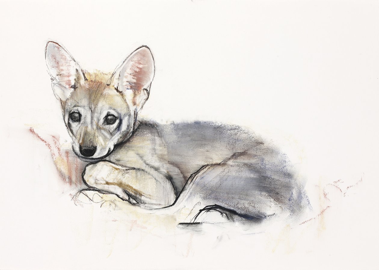 Louveteau arabe recroquevillé, 2009 - Mark Adlington