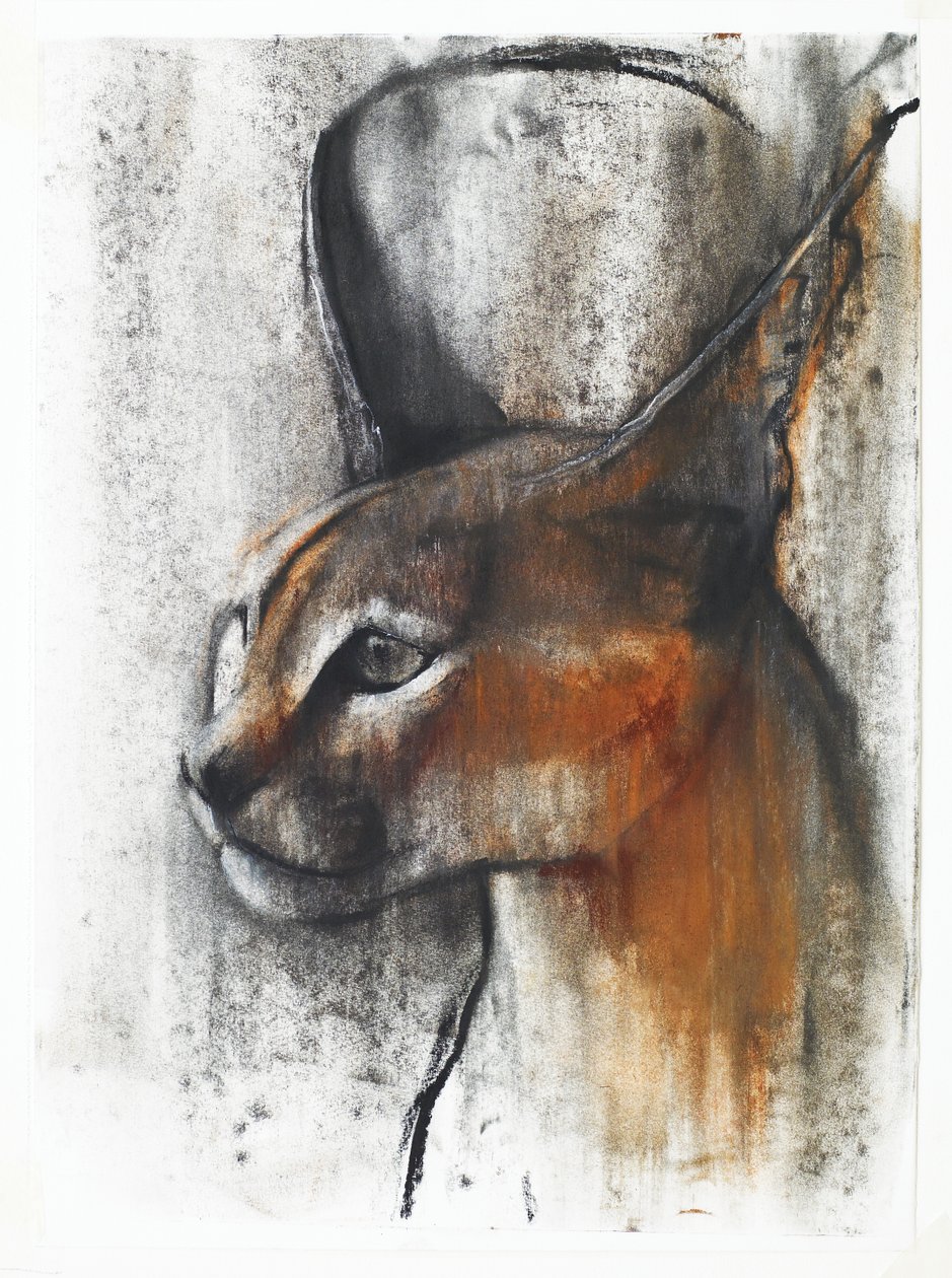 Caracal égyptien (arabe) - Mark Adlington