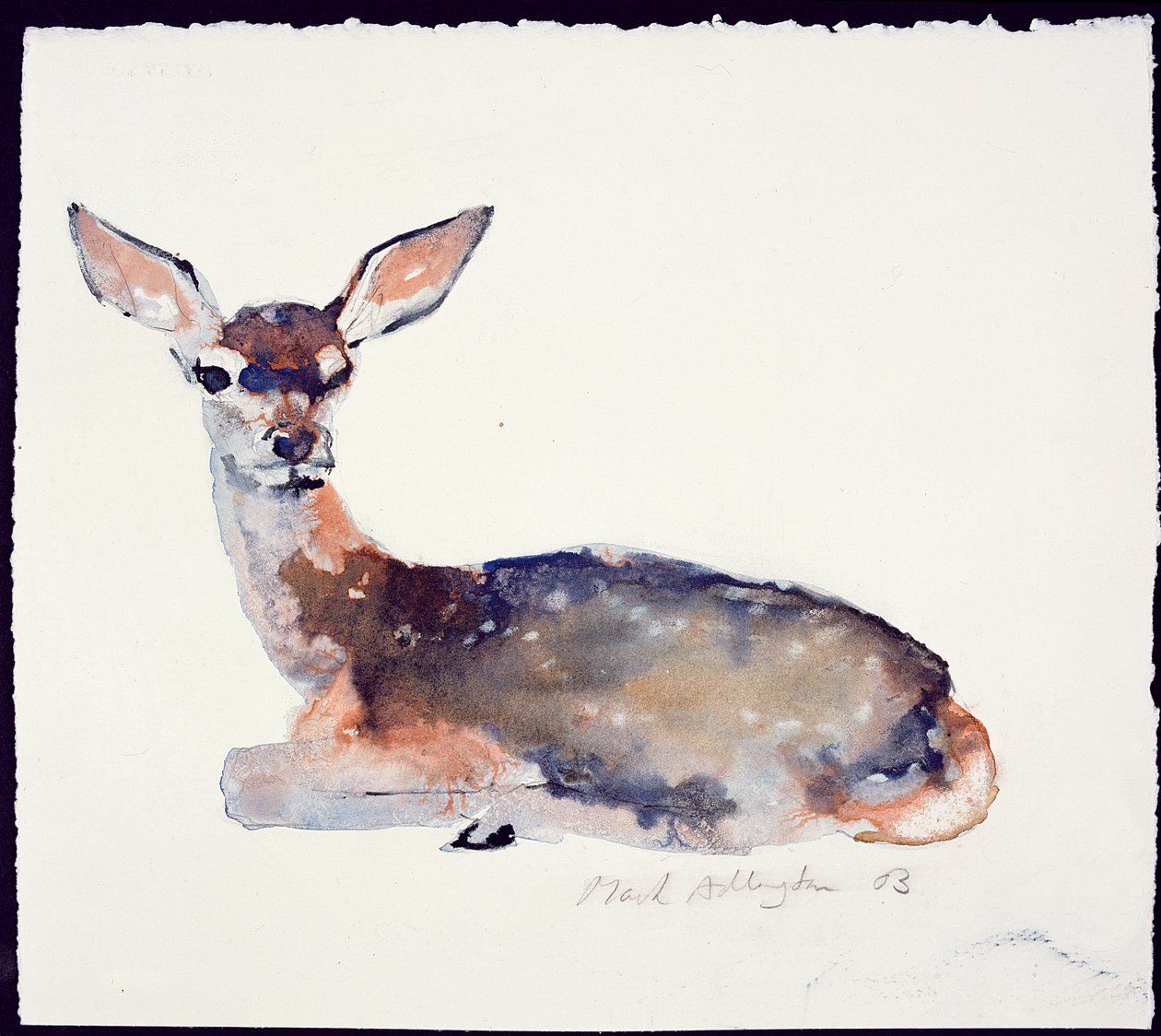 Faon - Mark Adlington