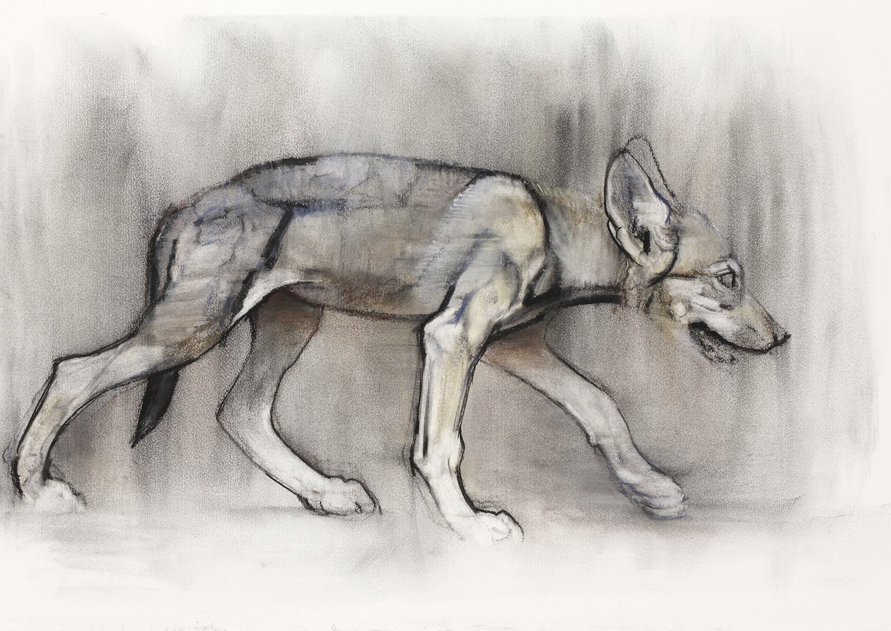 Jeune loup (Loup arabe), 2009 - Mark Adlington