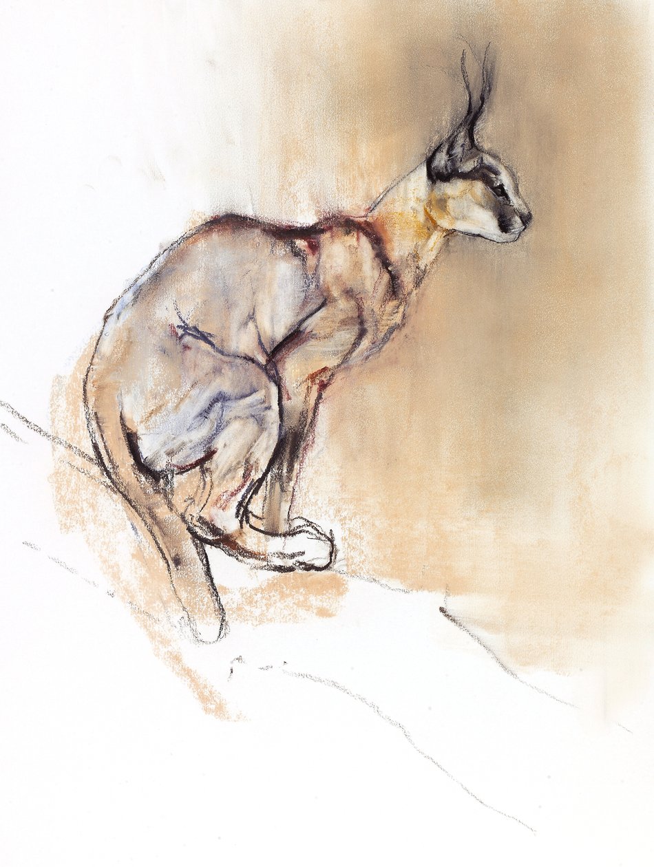 Caracal assis, 2009 - Mark Adlington