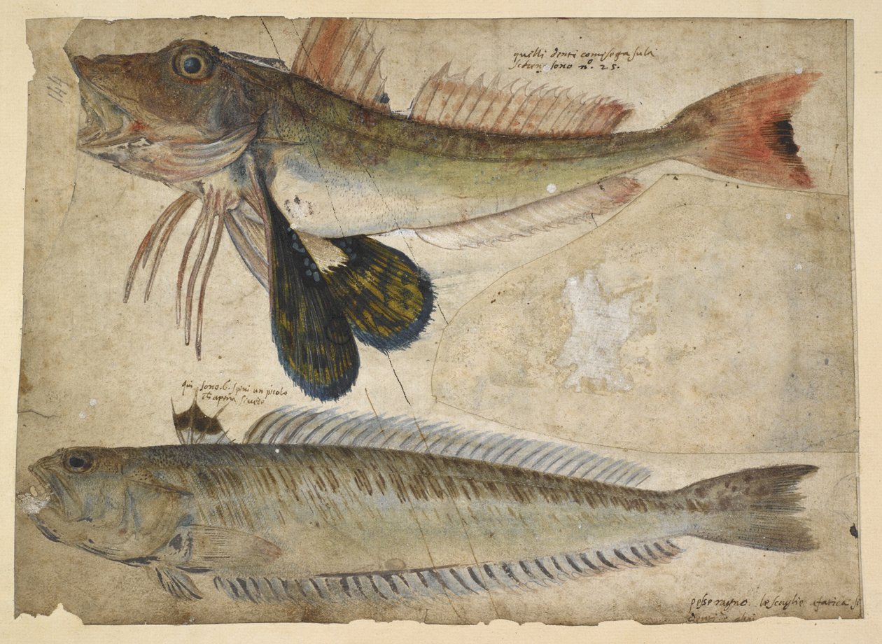 Dessins de deux poissons, d