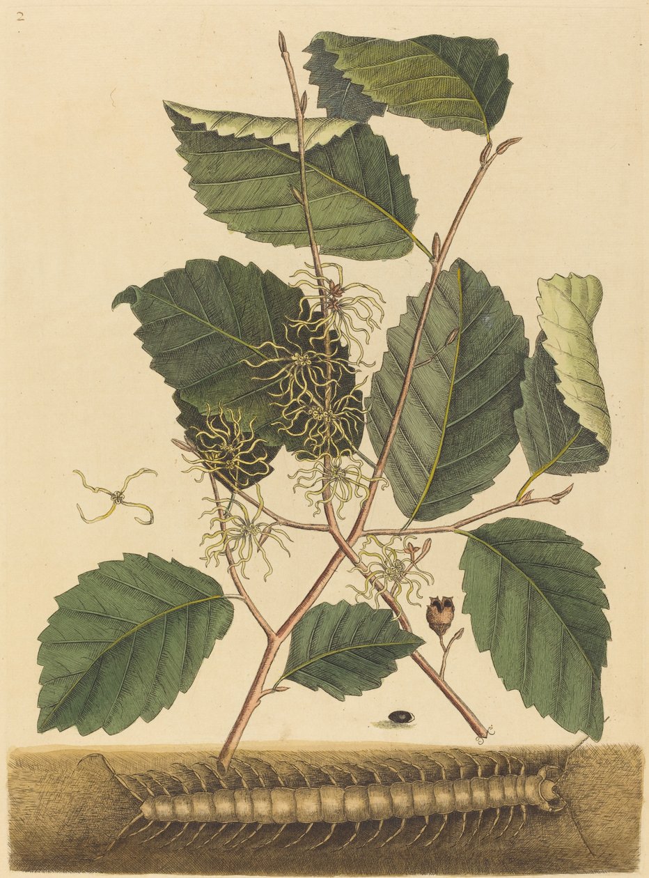 Centipède (Scolopendra morsitans) - Mark Catesby
