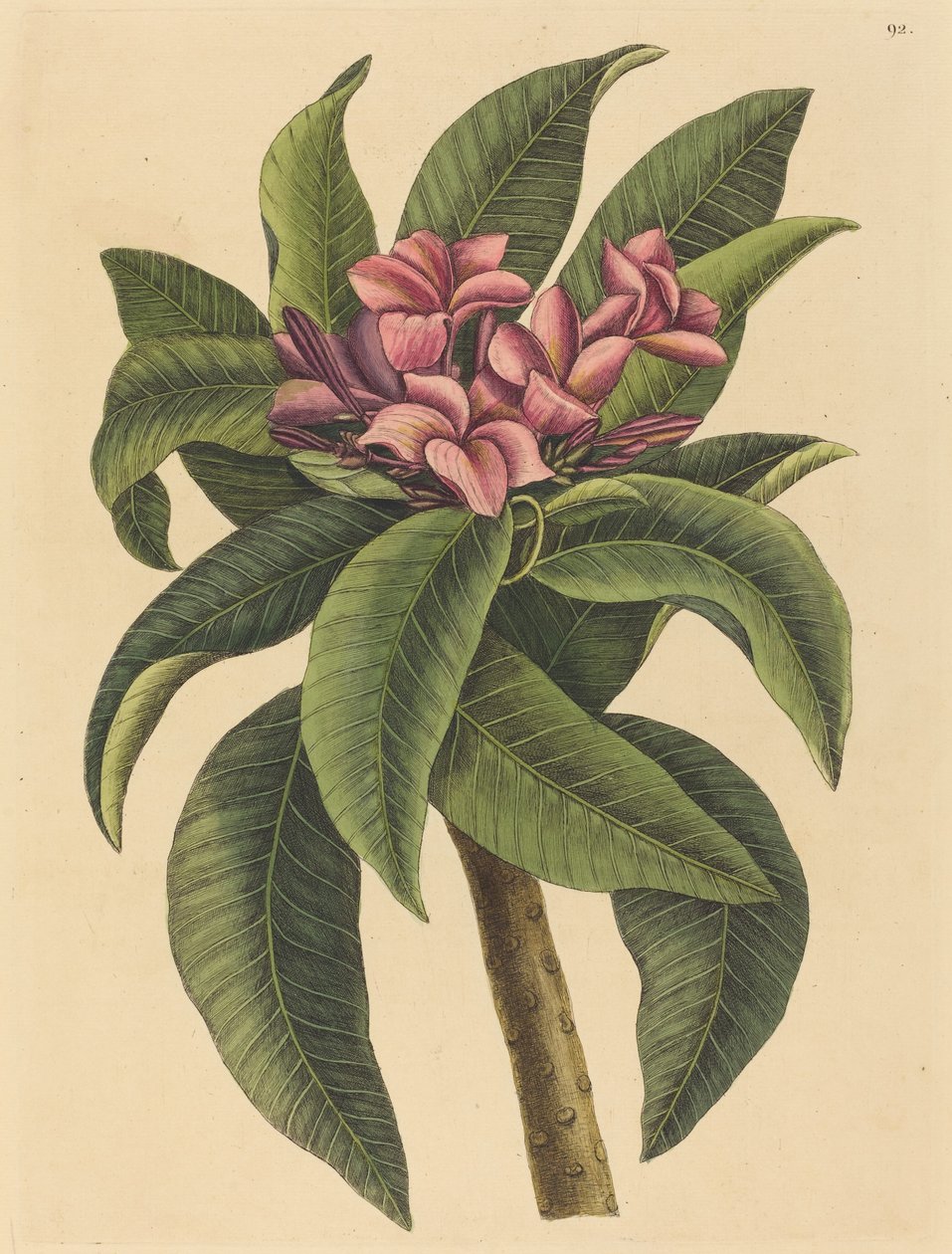 Frangipanier Rouge Plumeria rubra, publié 1731-1743 - Mark Catesby