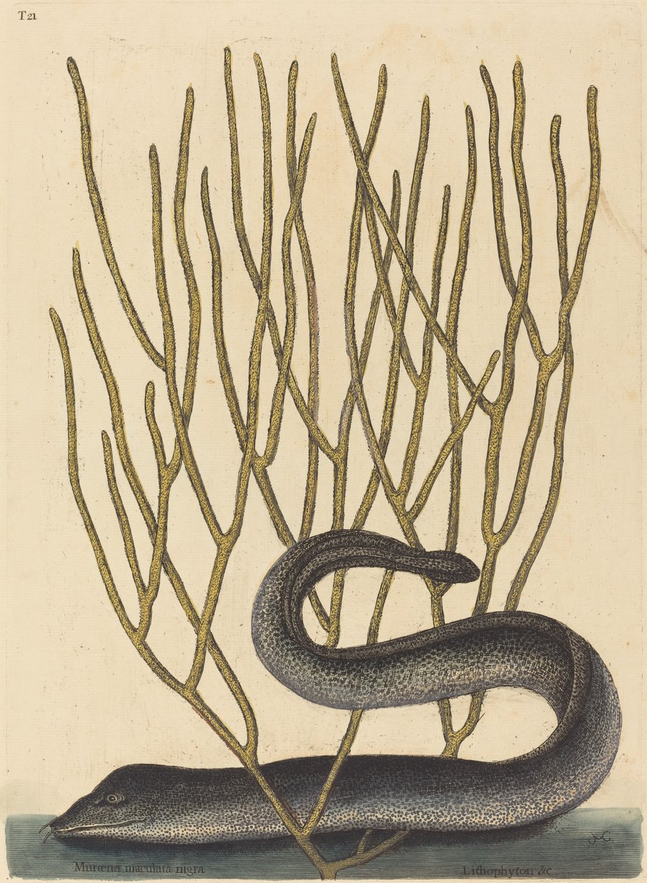 La Murène noire (Muraenae helenae varietas) - Mark Catesby