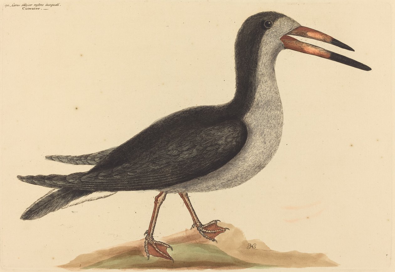 Le Rhynchops nigra, publié 1731-1743 - Mark Catesby