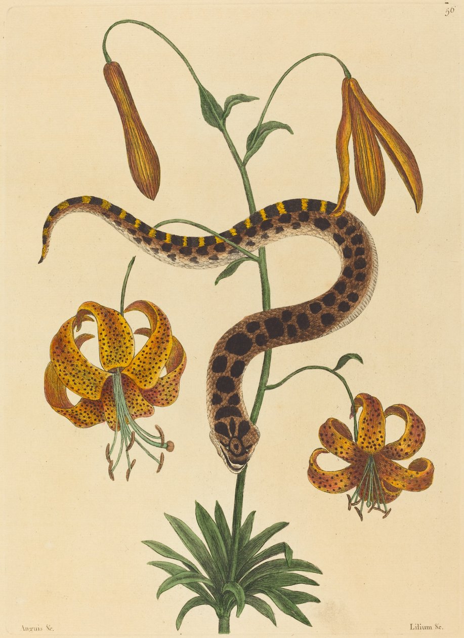Le serpent à nez de porc (Boa contortrix) - Mark Catesby