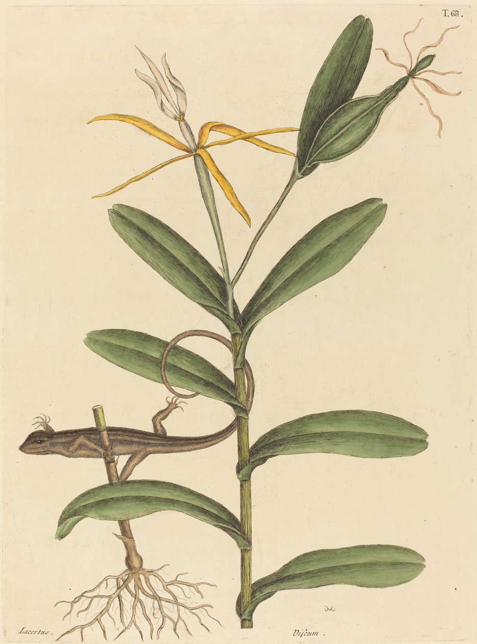Le Lézard de Lyon (Lacerta 6-lineata) - Mark Catesby