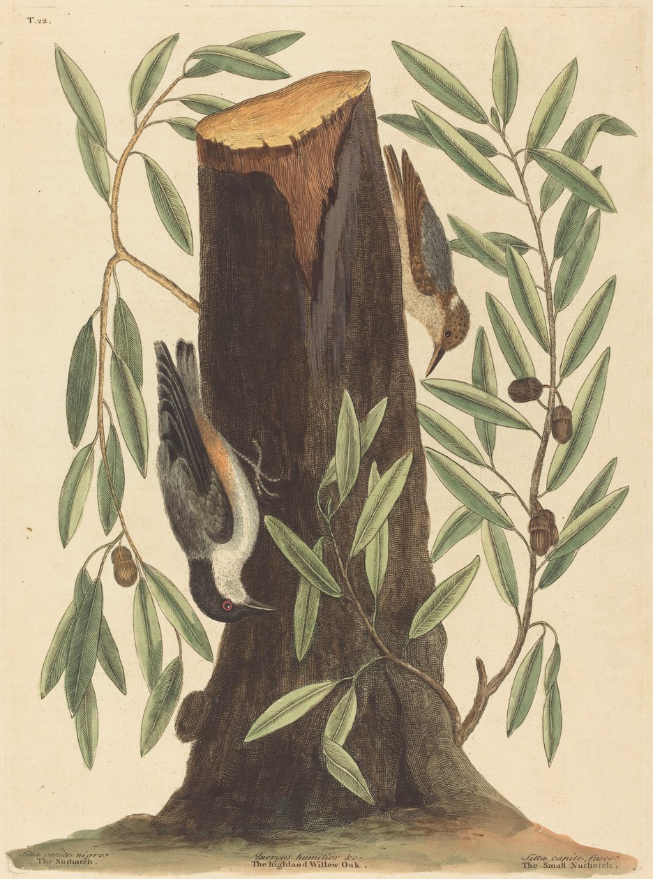 La sittelle (Sitta Europaea) - Mark Catesby