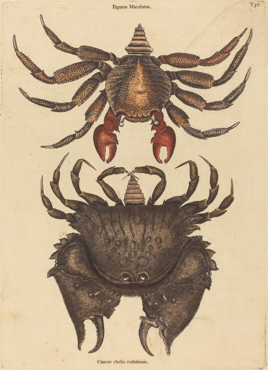 Le crabe rocheux rouge tacheté (Cancer grapsus) - Mark Catesby