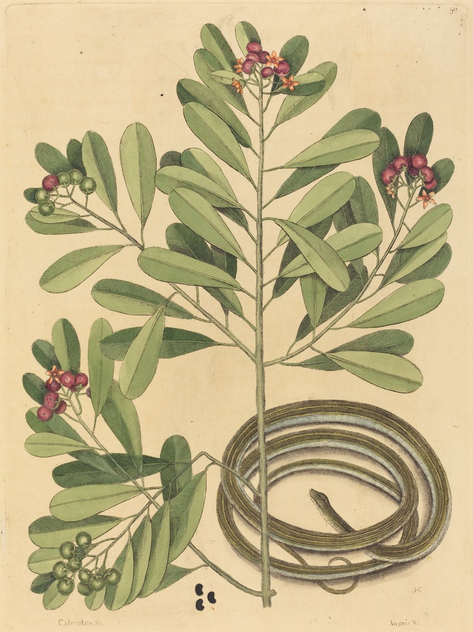 Le Serpent Ruban (Coluber saurita) - Mark Catesby