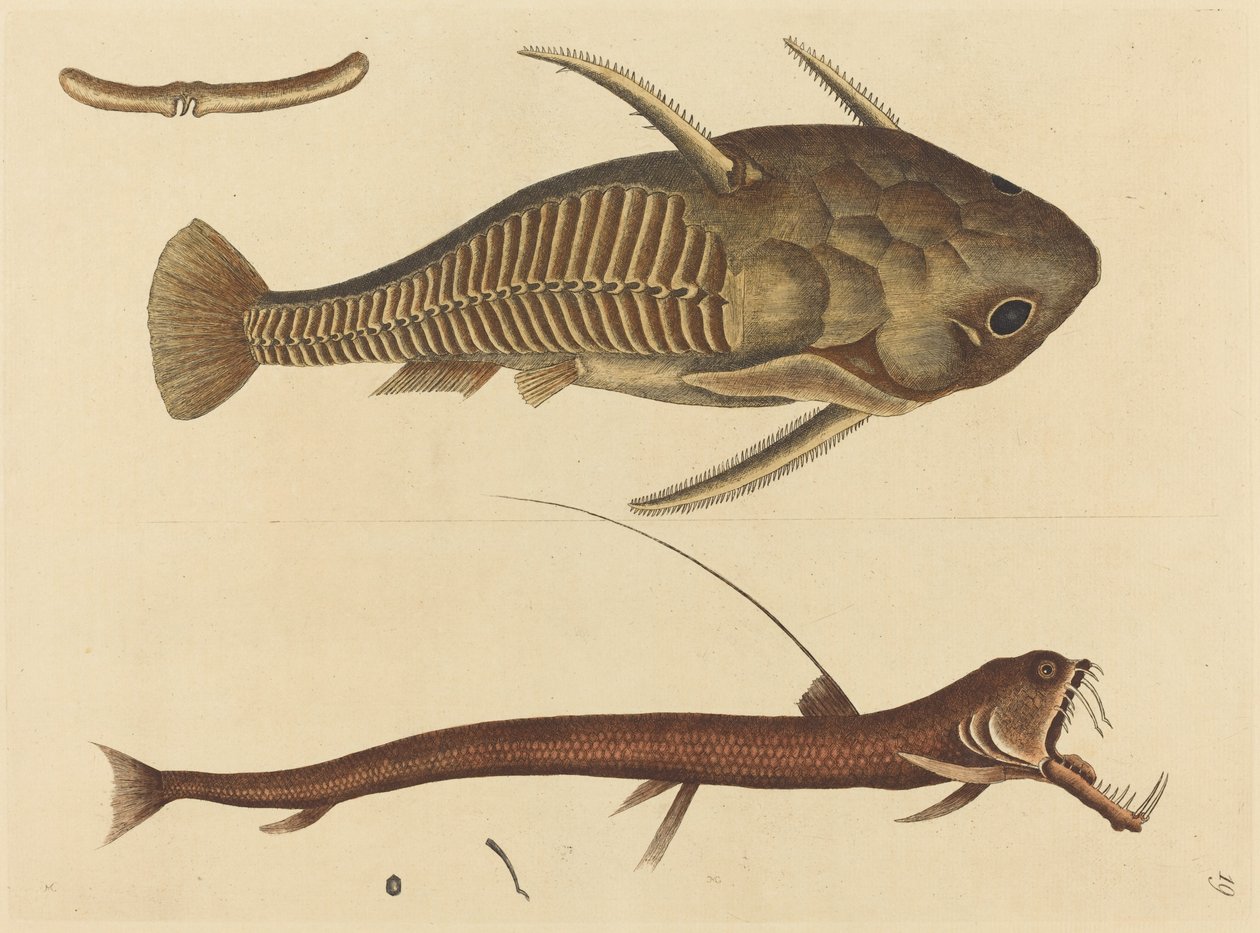 Le Silure à bouche de vipère - Mark Catesby
