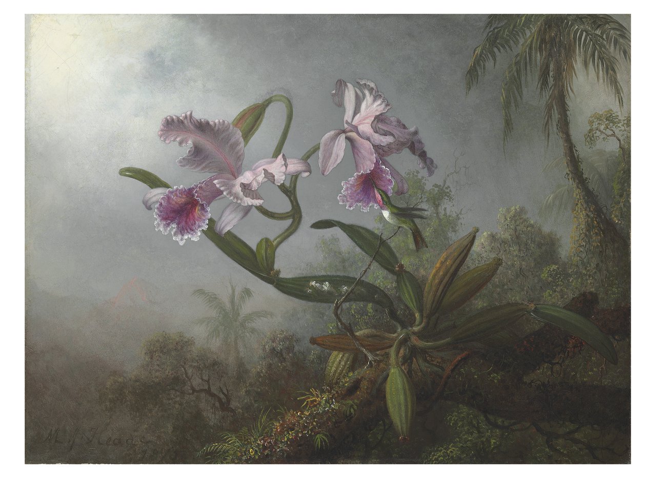 Orchidées roses et colibri sur une branche - Martin Johnson Heade