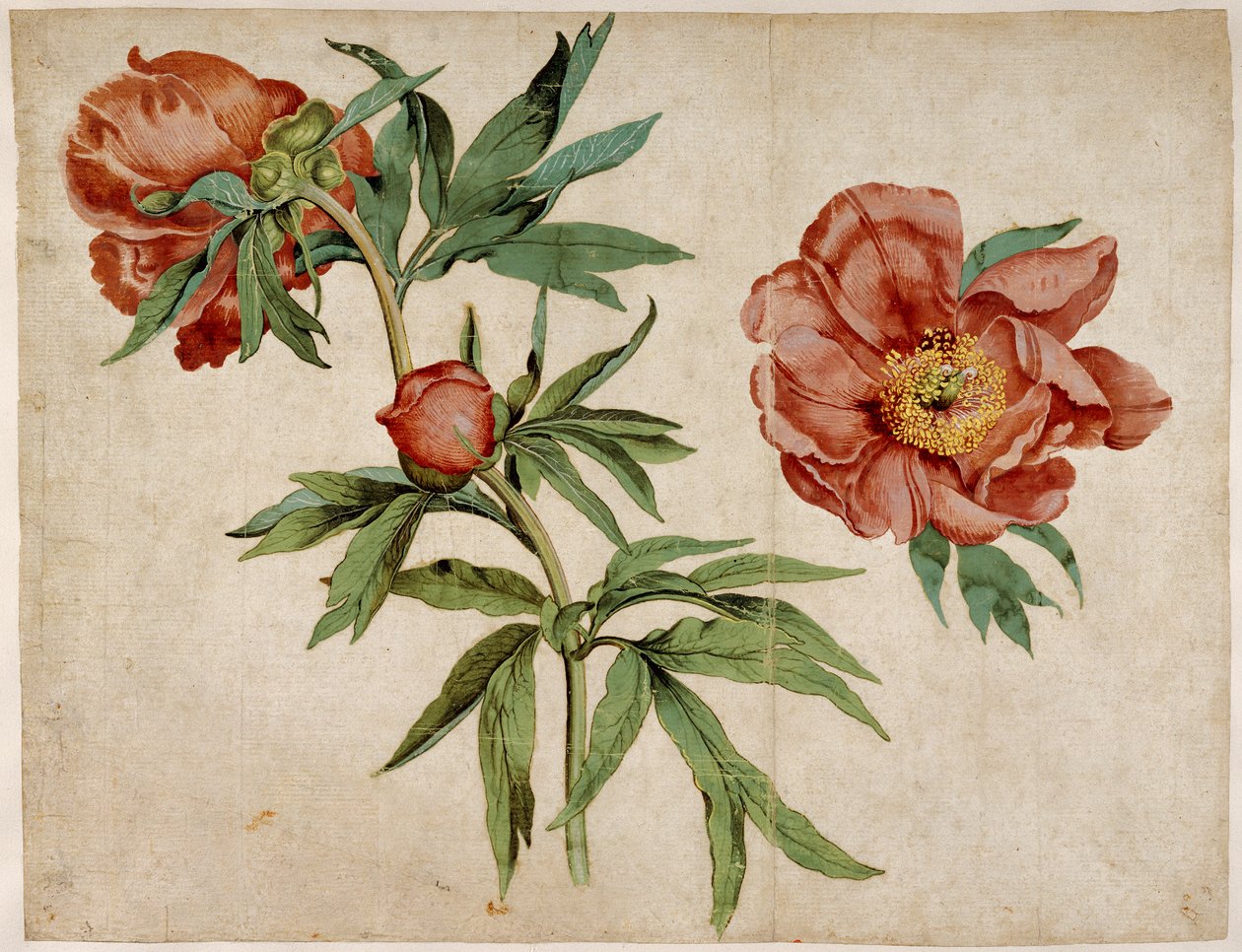 Étude de pivoines - Martin Schongauer