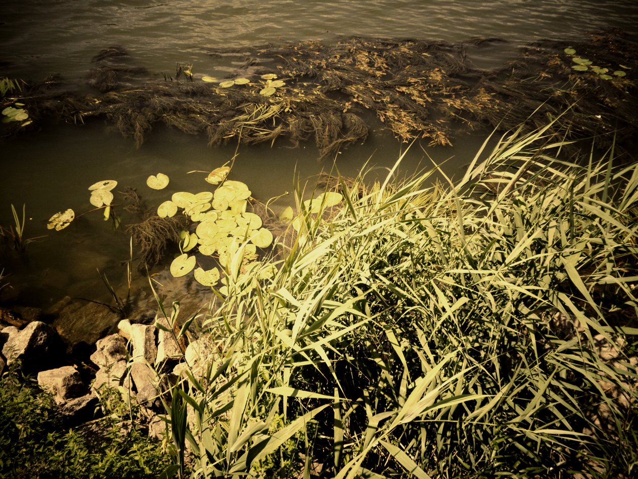Au bord de la rivière - Martina Konitzky
