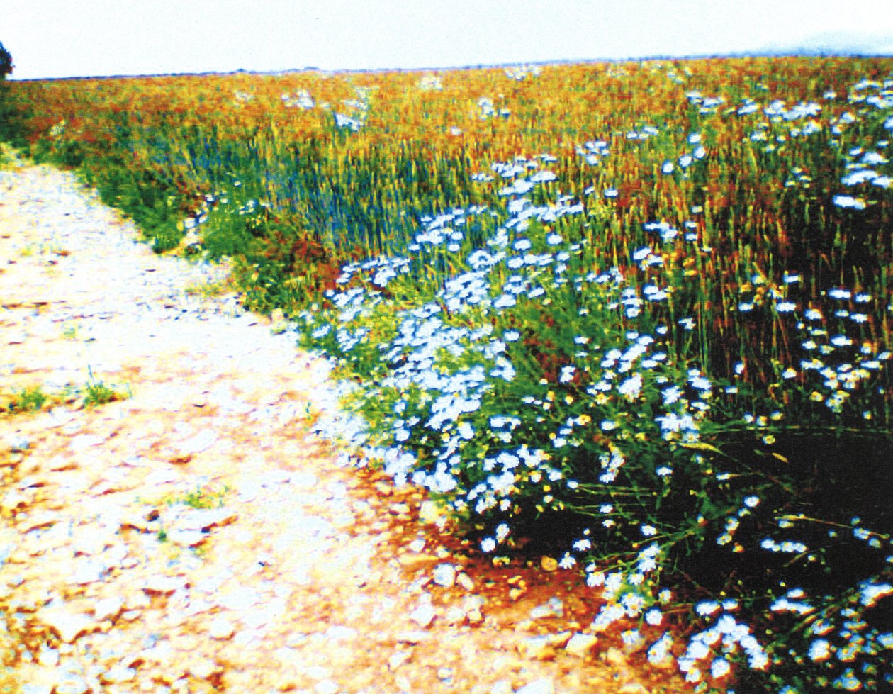 Chemin de campagne - Martina Konitzky