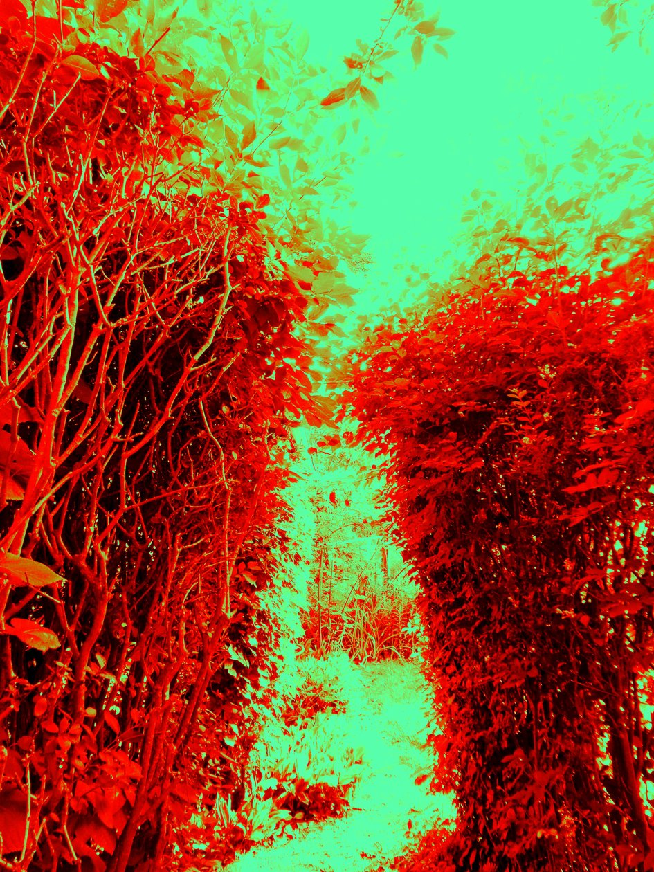 Jardin (Hommage à Jérôme Bosch) - Martina Konitzky