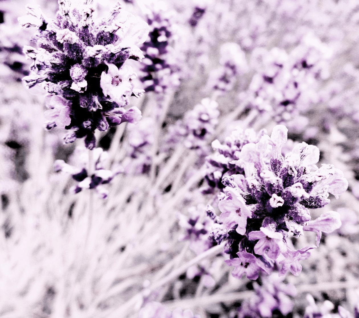 Lavande violet argent - Martina Konitzky