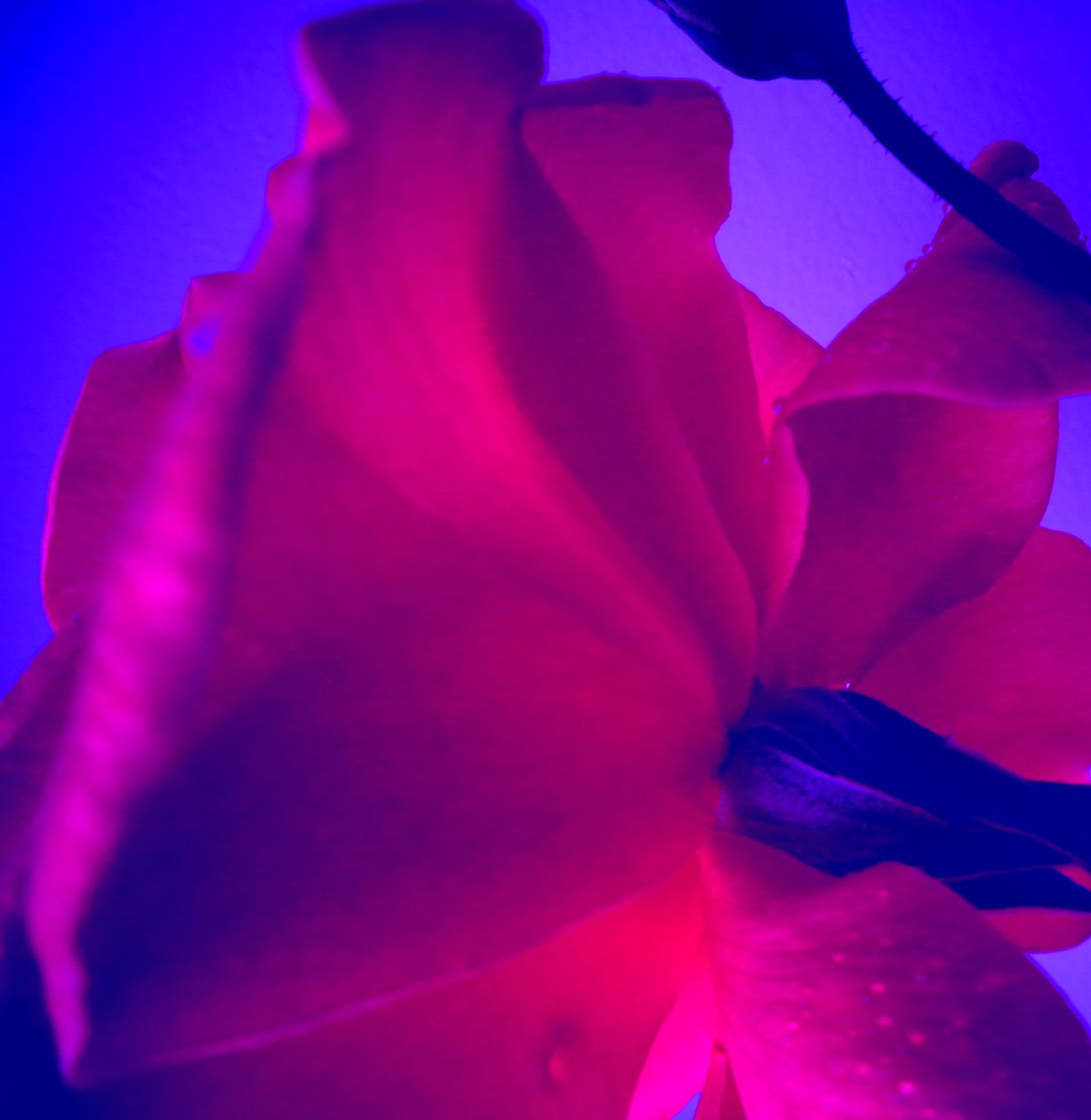 Rose - Martina Konitzky