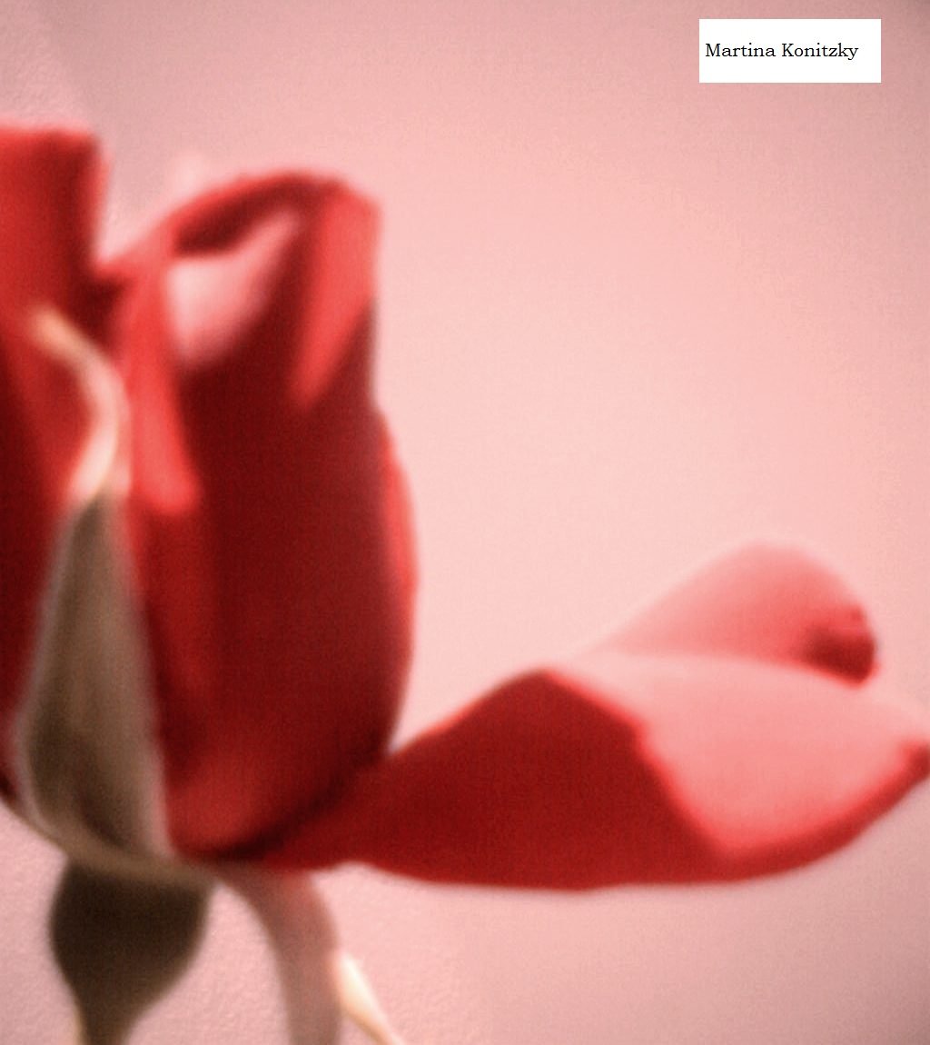 Pétale de rose en forme de cœur - Martina Konitzky