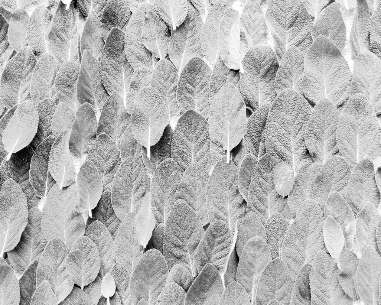 Sauge - Martina Konitzky