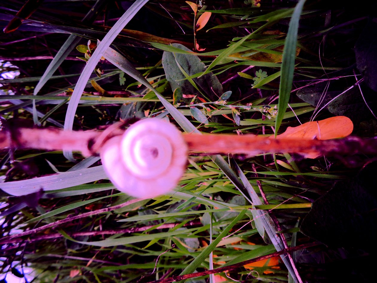 Escargot - Martina Konitzky