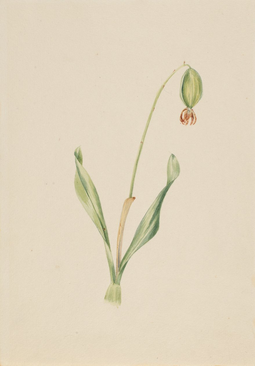 (Sans titre) (Étude de plantes) - Mary Vaux Walcott