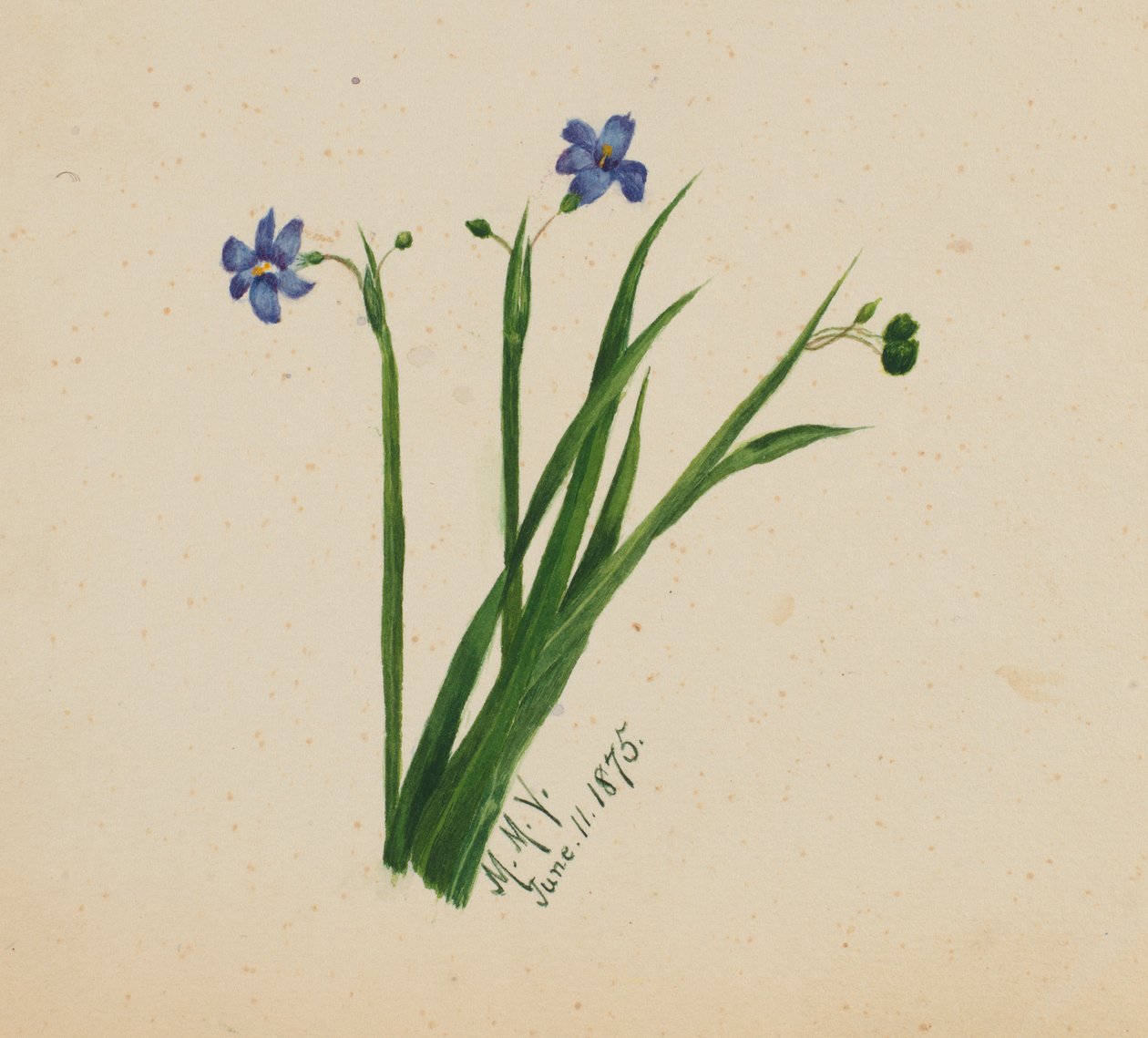 (Sans titre) - Mary Vaux Walcott