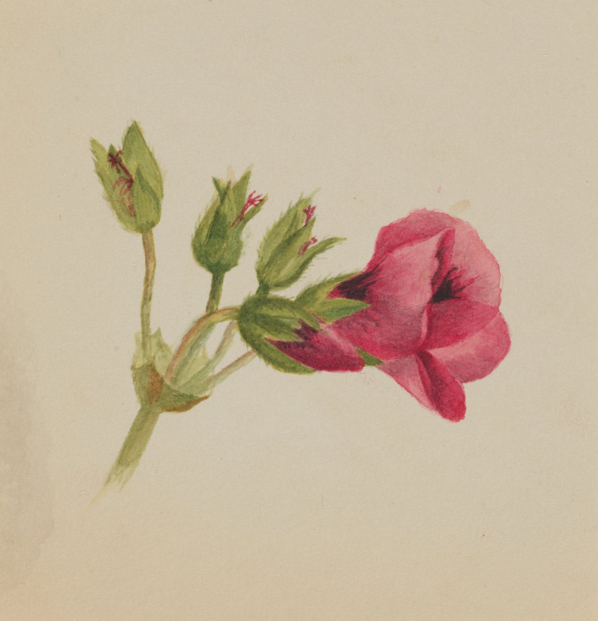 (Sans titre--Étude de fleurs) - Mary Vaux Walcott