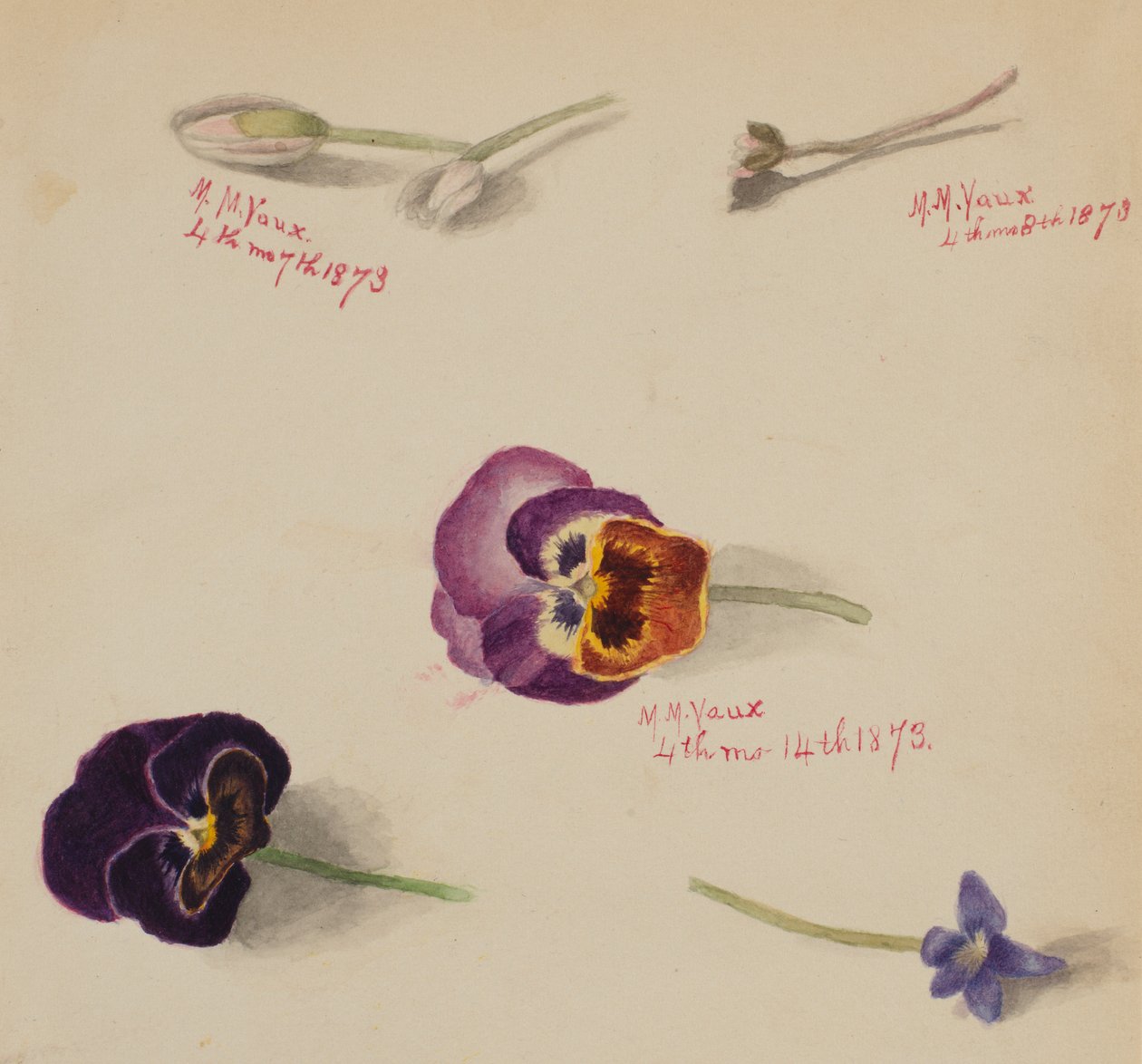 (Sans titre--Étude de fleurs) - Mary Vaux Walcott