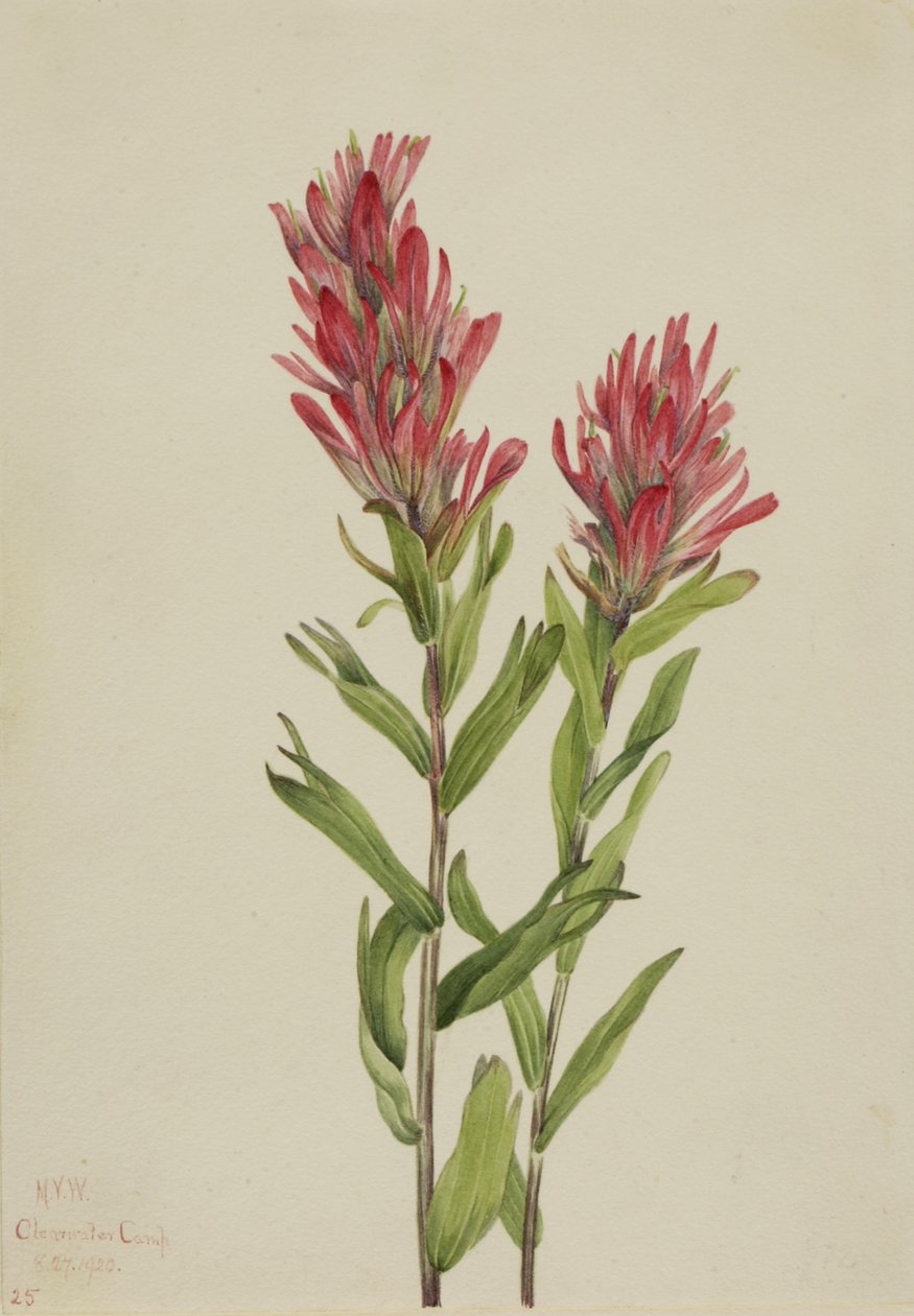 Pinceau de l