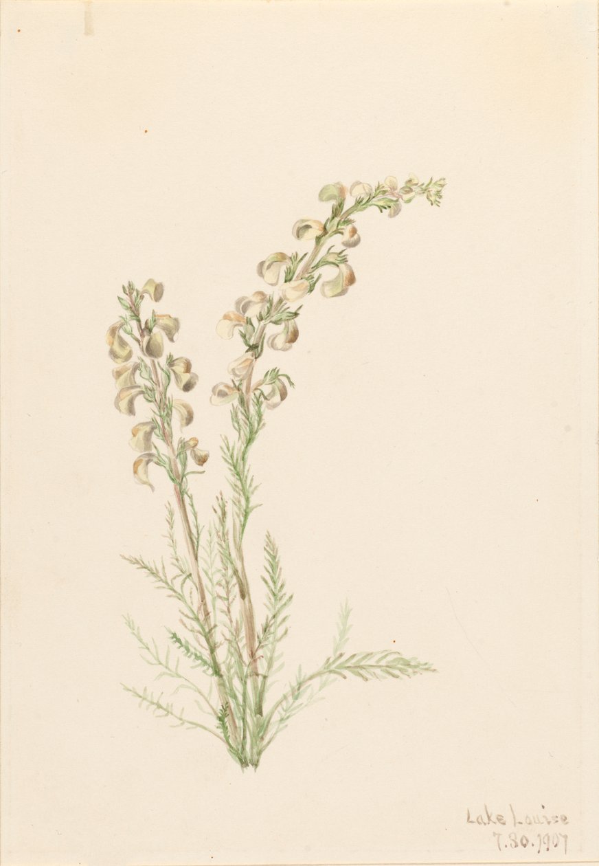 Vie des fougères alpines, 1907 - Mary Vaux Walcott