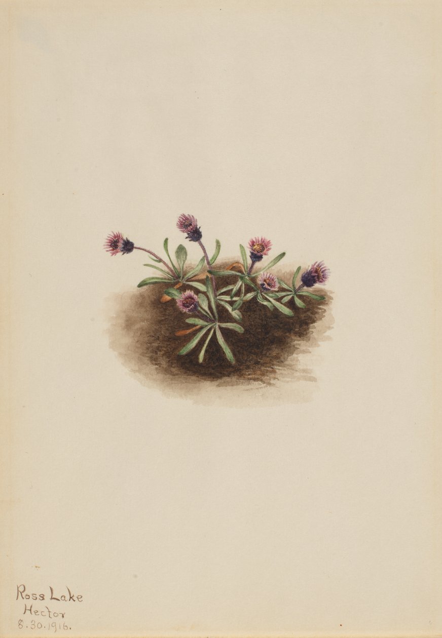 Vergerette des Alpes (Erigeron unalaschcensis) - Mary Vaux Walcott
