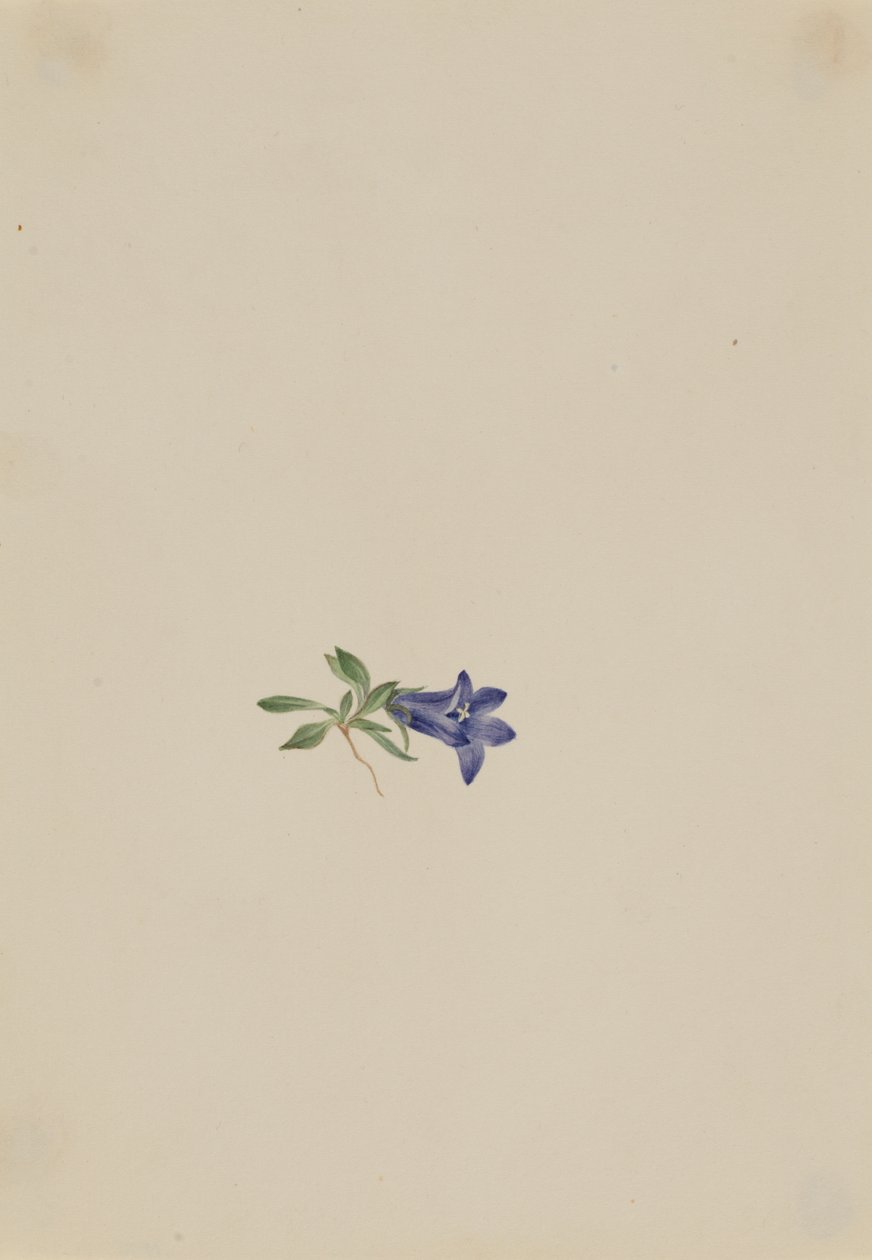 Campanule alpine Campanula lasiocarpa, n.d. - Mary Vaux Walcott
